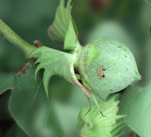 cotton scouting - cotton pod - Carolina Precision