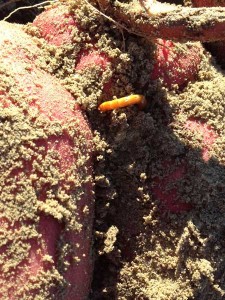 Corn Wireworm on Sweet Potatoes - Carolina Precision