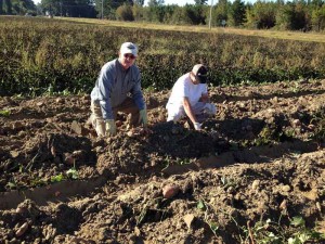 Sweet Potato Harvest Test - Carolina Precision