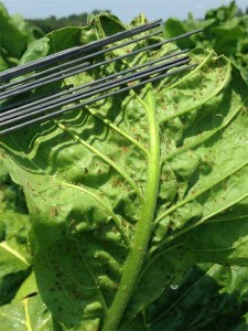 Aphid Test - Carolina Precision