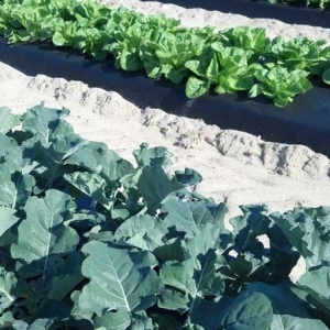 ag crop gallery - broccoli and lettuce - Carolina Precision