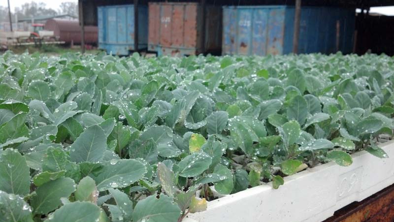 ag crop gallery - cauliflower plants  - Carolina Precision