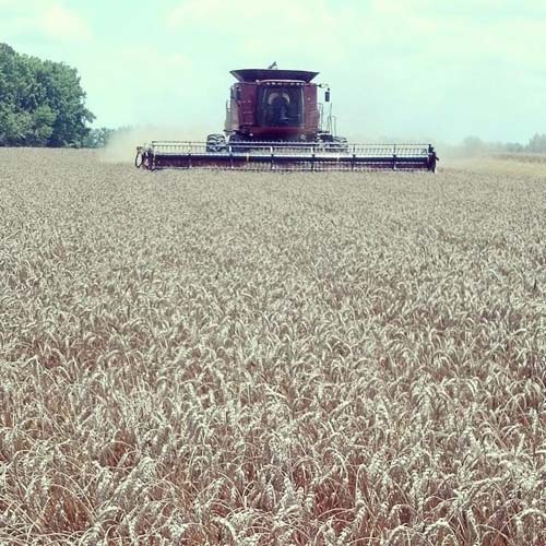 ag crop gallery - combining wheat - Carolina Precision