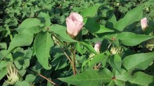 ag crop gallery - cotton bloom - Carolina Precision