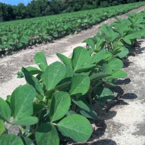 ag crop gallery - organic soybeans  - Carolina Precision