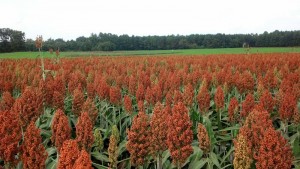 ag crop gallery - sorghum field - Carolina Precision