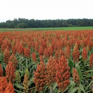 ag crop gallery - sorghum field  - Carolina Precision