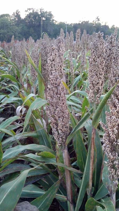 ag crop gallery - sorghum field  - Carolina Precision