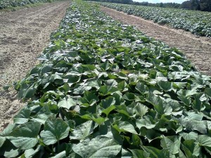 ag crop gallery - sweet potato plant bed - Carolina Precision