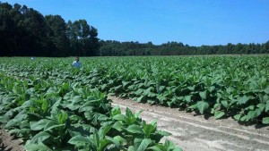 ag crop gallery - tobacco scouts - Carolina Precision