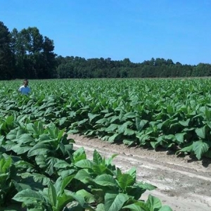 ag crop gallery - tobacco scouts  - Carolina Precision