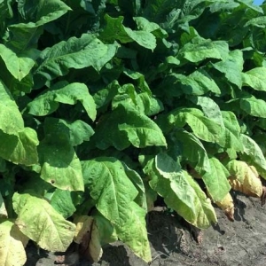 ag crop gallery - tobacco crop