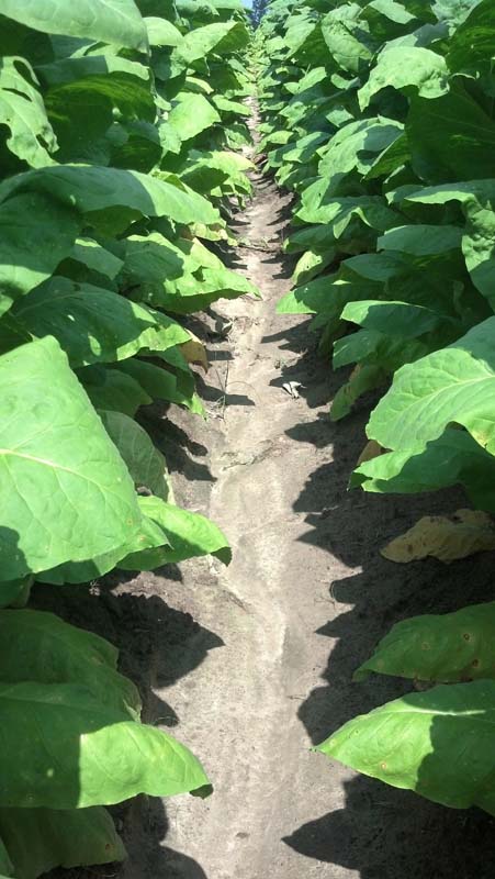 ag crop gallery - tobacco crop