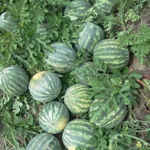 ag crop gallery - watermelon  - Carolina Precision
