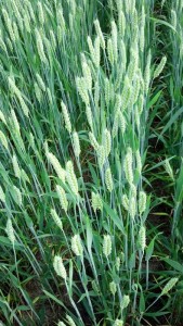 ag crop gallery - wheat - Carolina Precision