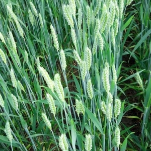 ag crop gallery - wheat  - Carolina Precision