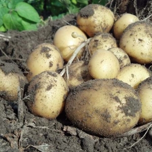 ag crop gallery - yellow potatoes