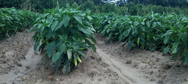 ag crop gallery - banana pepper  - Carolina Precision