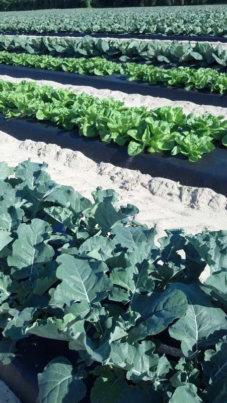 ag crop gallery - broccoli and lettuce - Carolina Precision