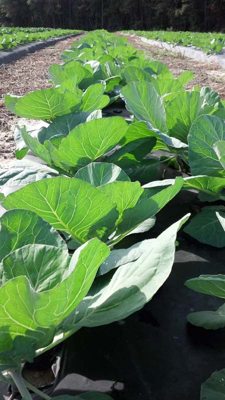 ag crop gallery - cabbage  - Carolina Precision