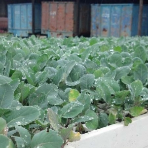 ag crop gallery - cauliflower plants  - Carolina Precision