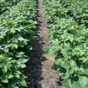 ag crop gallery - cotton field