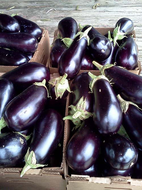 ag crop gallery - eggplant  - Carolina Precision