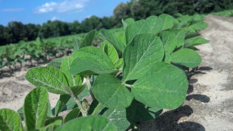 ag crop gallery - organic soybeans  - Carolina Precision