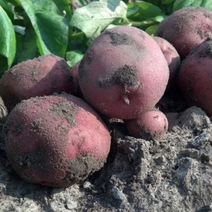ag crop gallery - red potatoes