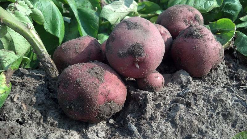 ag crop gallery - red potatoes