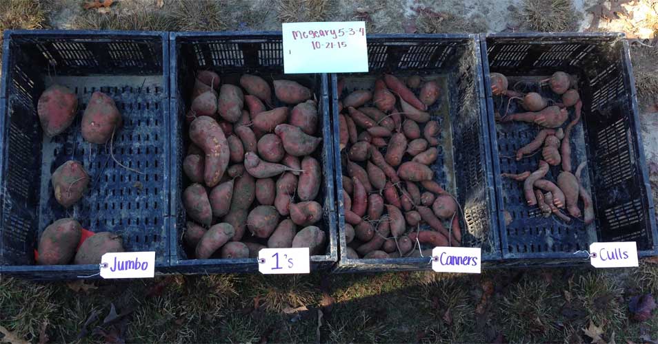 Sweet Potato Harvest - Carolina Precision