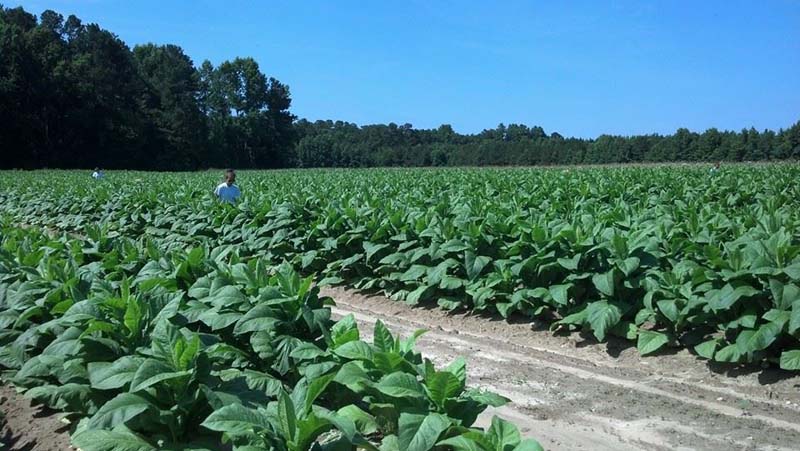 ag crop gallery - tobacco scouts  - Carolina Precision