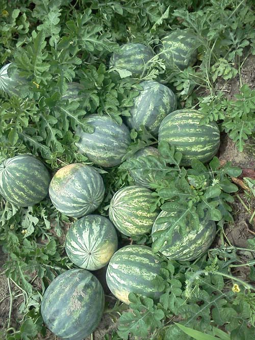 ag crop gallery - watermelon  - Carolina Precision