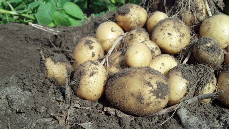 ag crop gallery - yellow potatoes